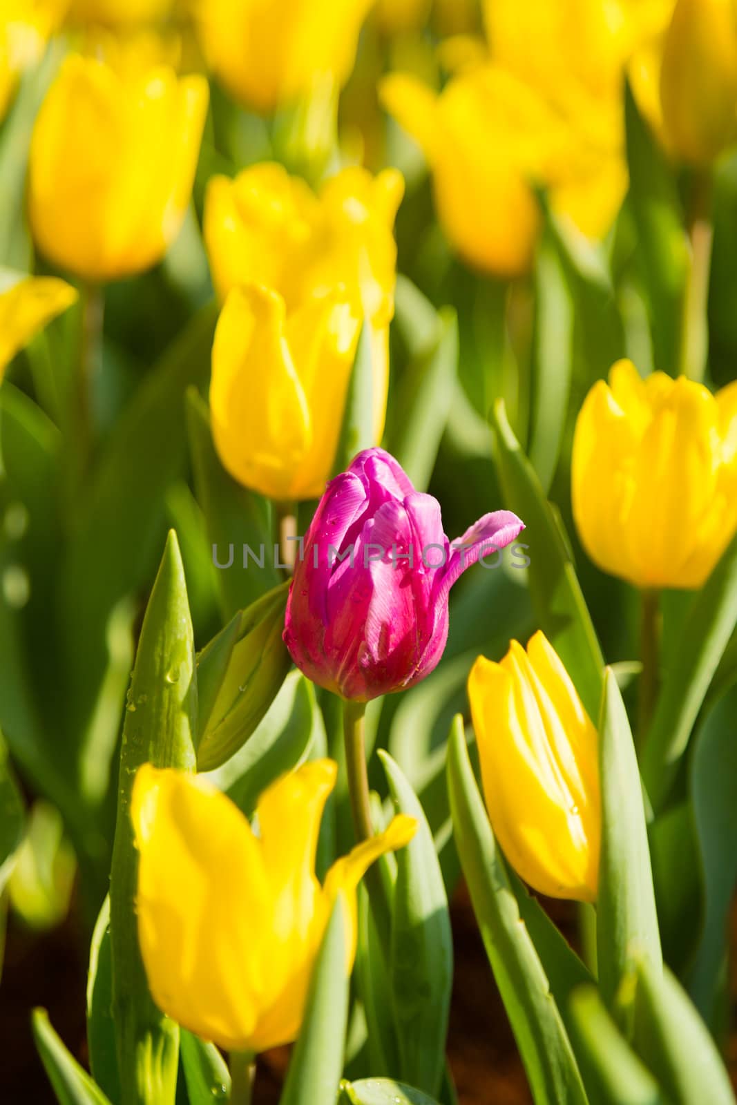 purple tulips flower in the middle of many yellow tulips flower in garden