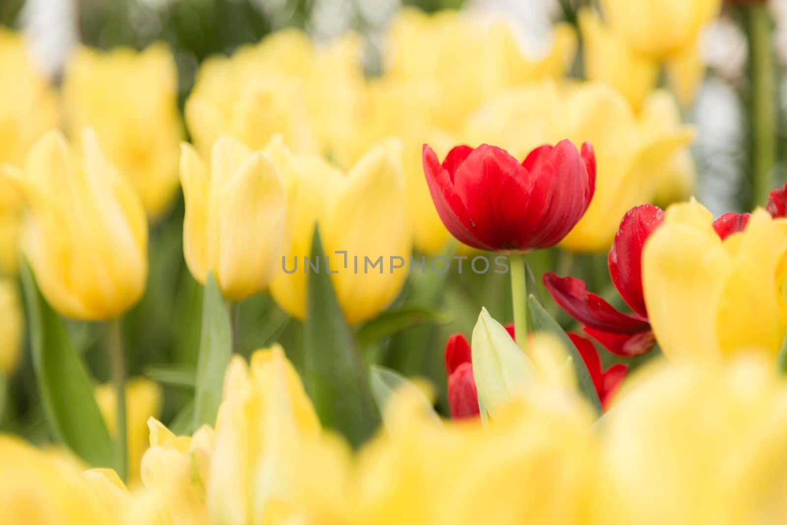 red tulips flower in the garden by moggara12