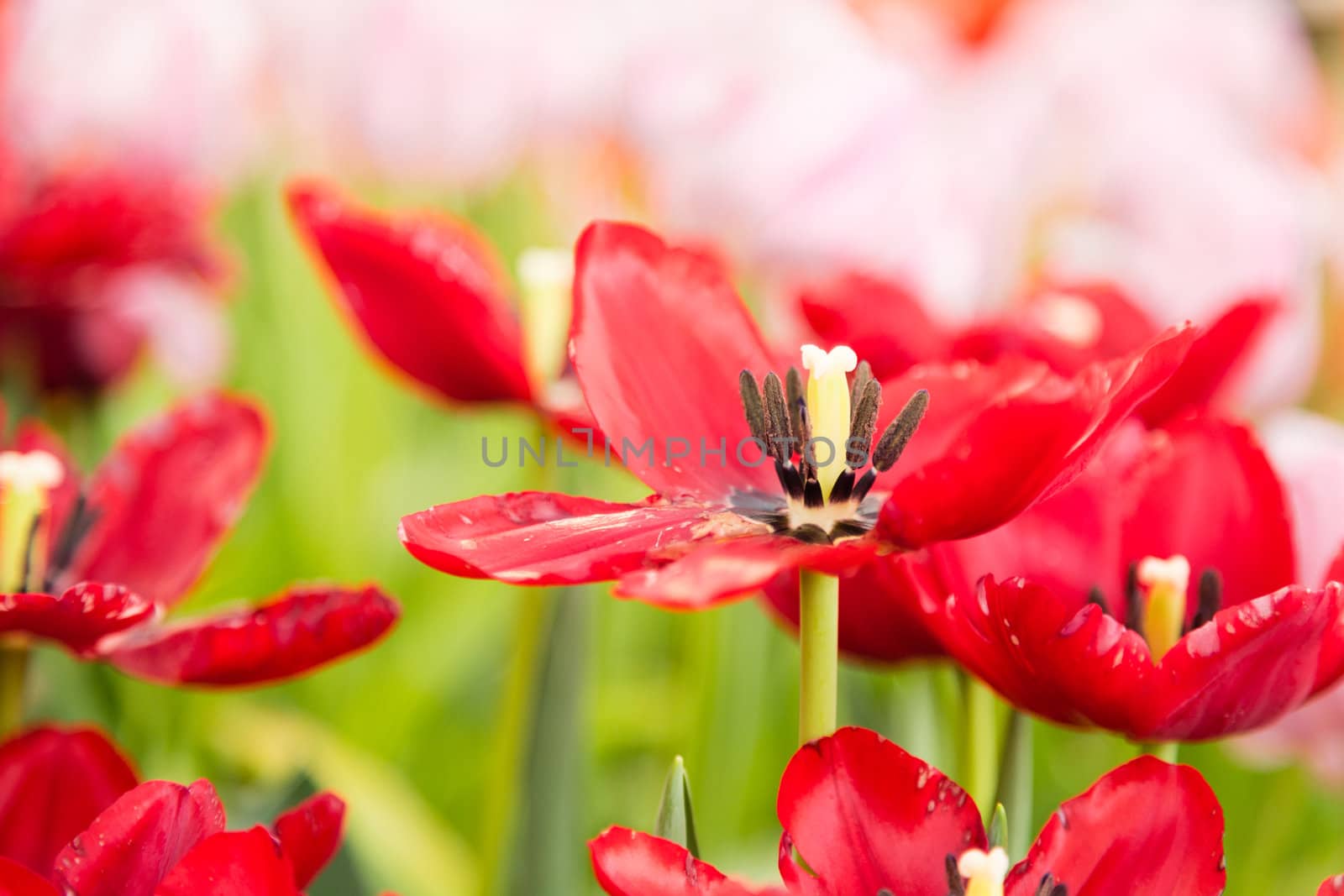 closeup pollen of red tulip flower in garden