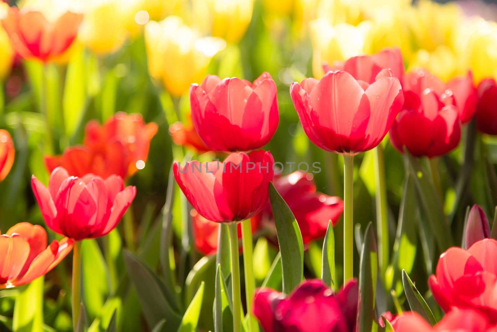 many red tulip flower bloom in garden