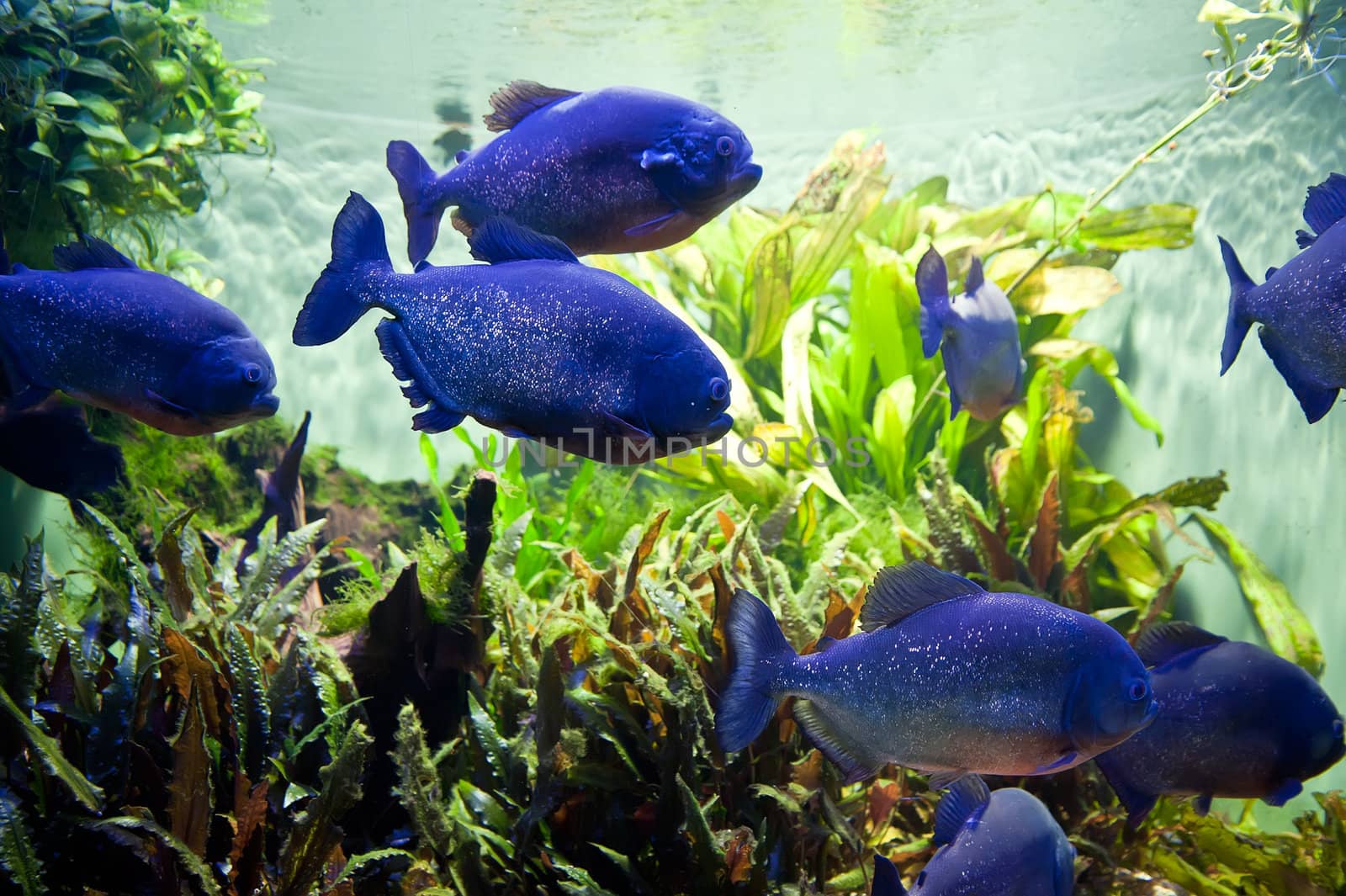 Piraya Piranha in a Aquarium