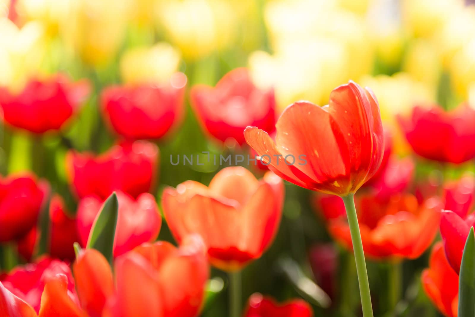 many red tulip flower bloom in garden