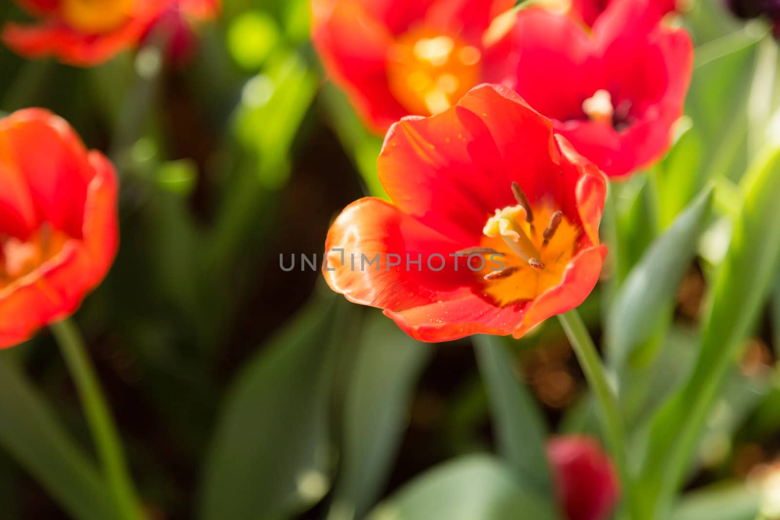 many red tulip flower bloom in garden