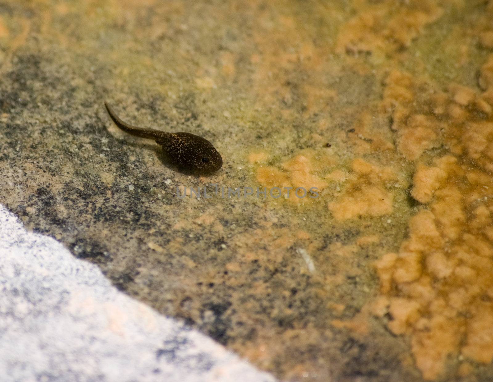 One Tadpole in a Pond