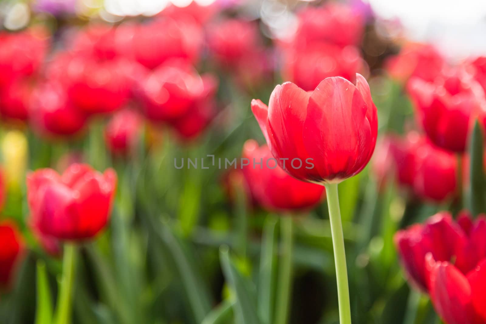 many red tulip flower bloom in garden