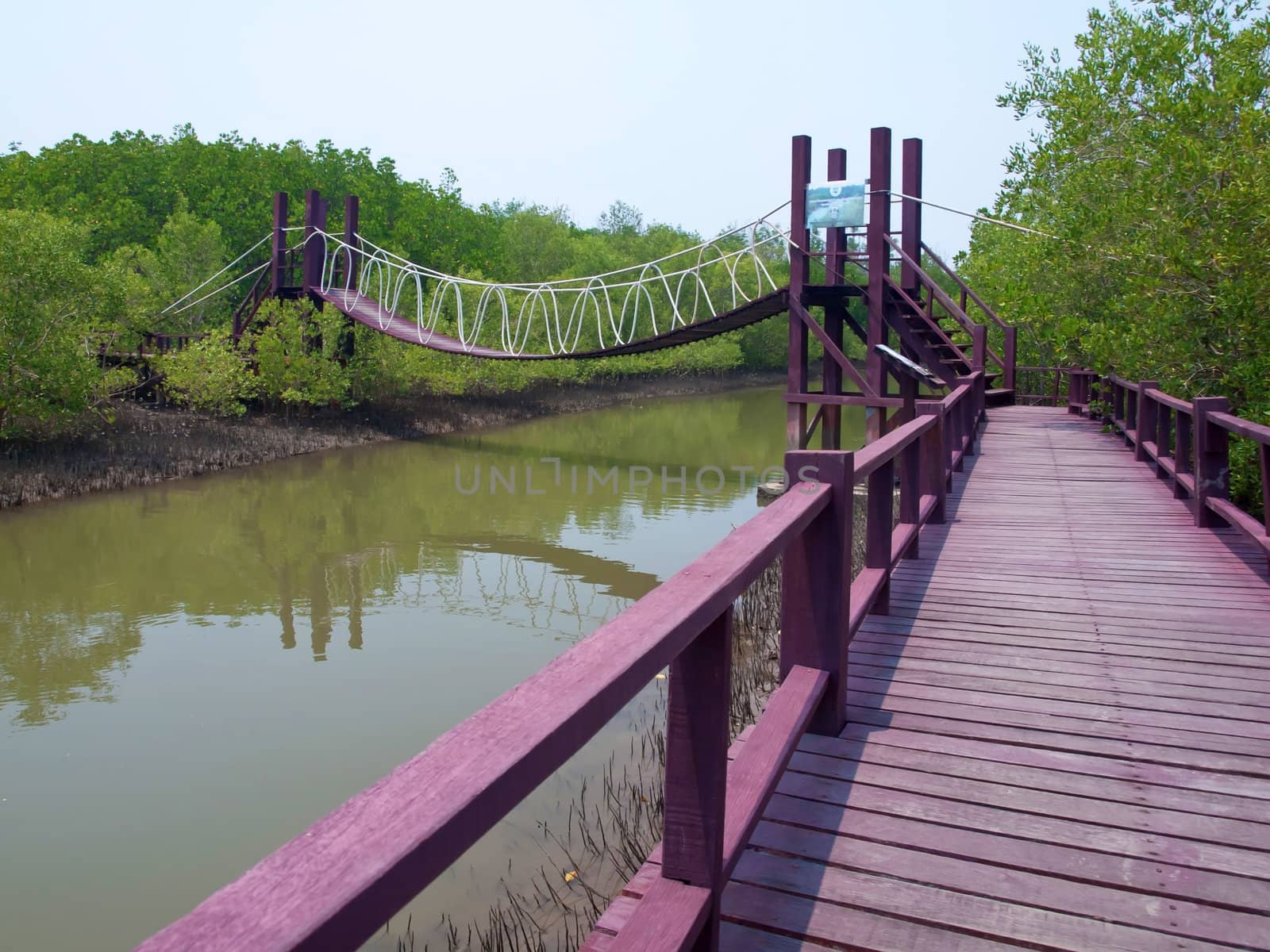 Rope bridge cross over canal in mangrove forest