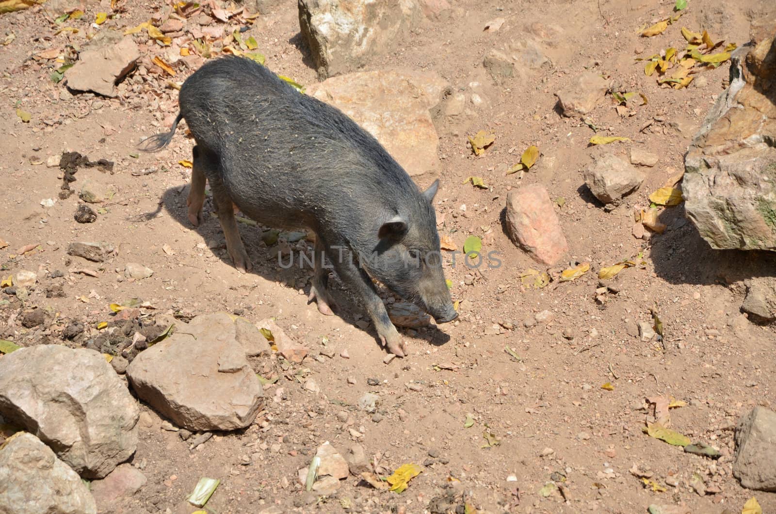 Wild boar (Sus scrofa) in the wild  by siraanamwong