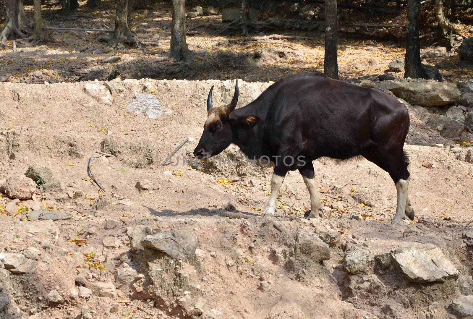 Gaur, black bull in rainforest by siraanamwong