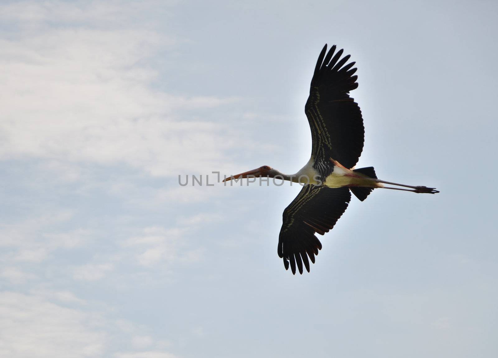 Stork flying in the sky by siraanamwong