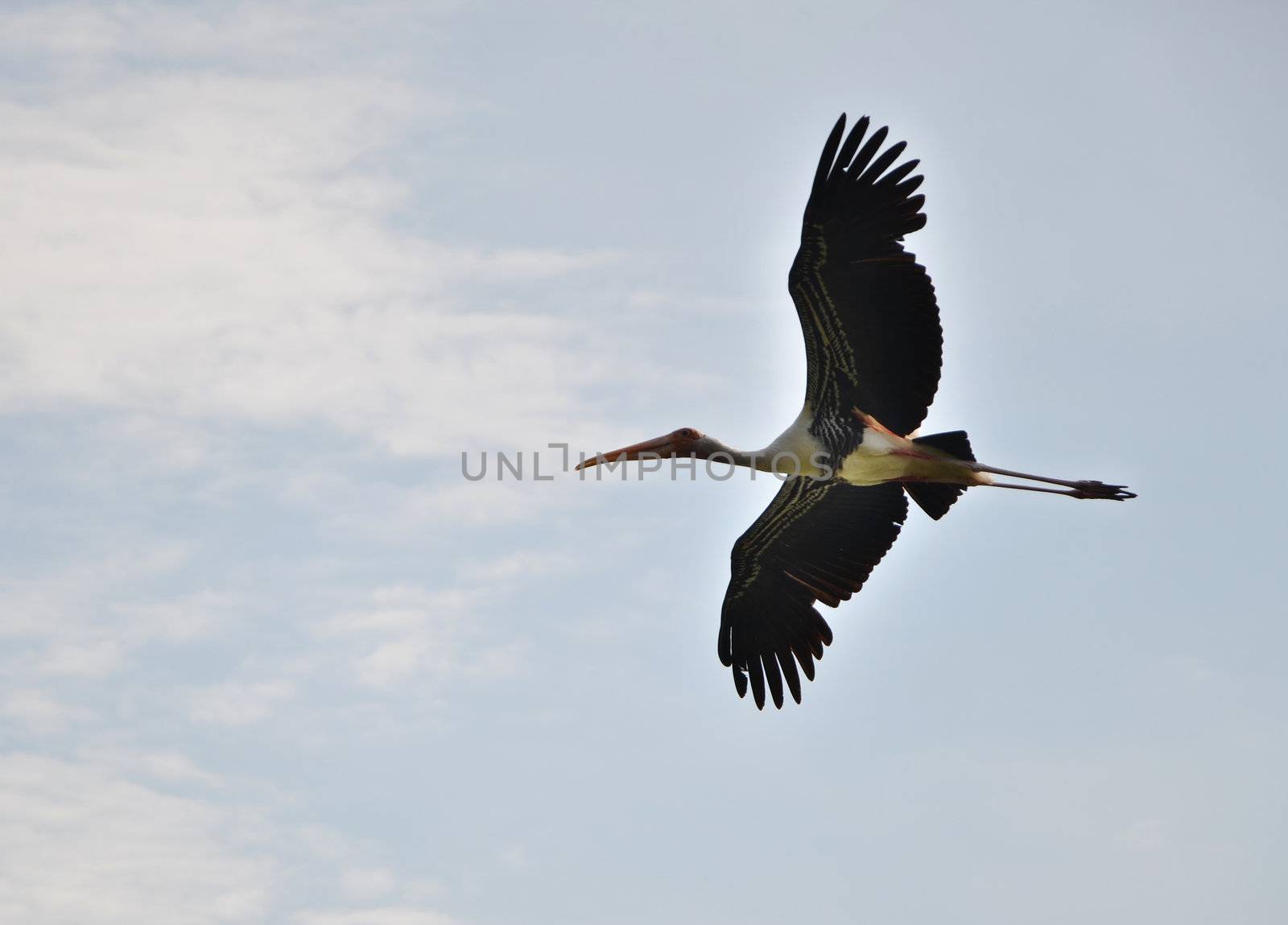 White stork flying in the sky