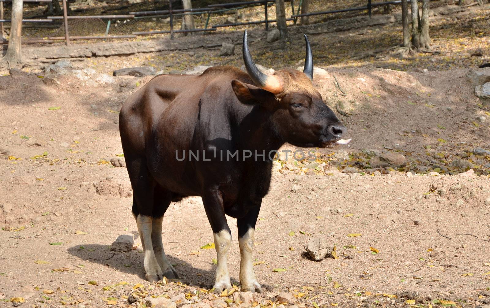 Gaur. Jaint bull in rainforest, Thailand. 