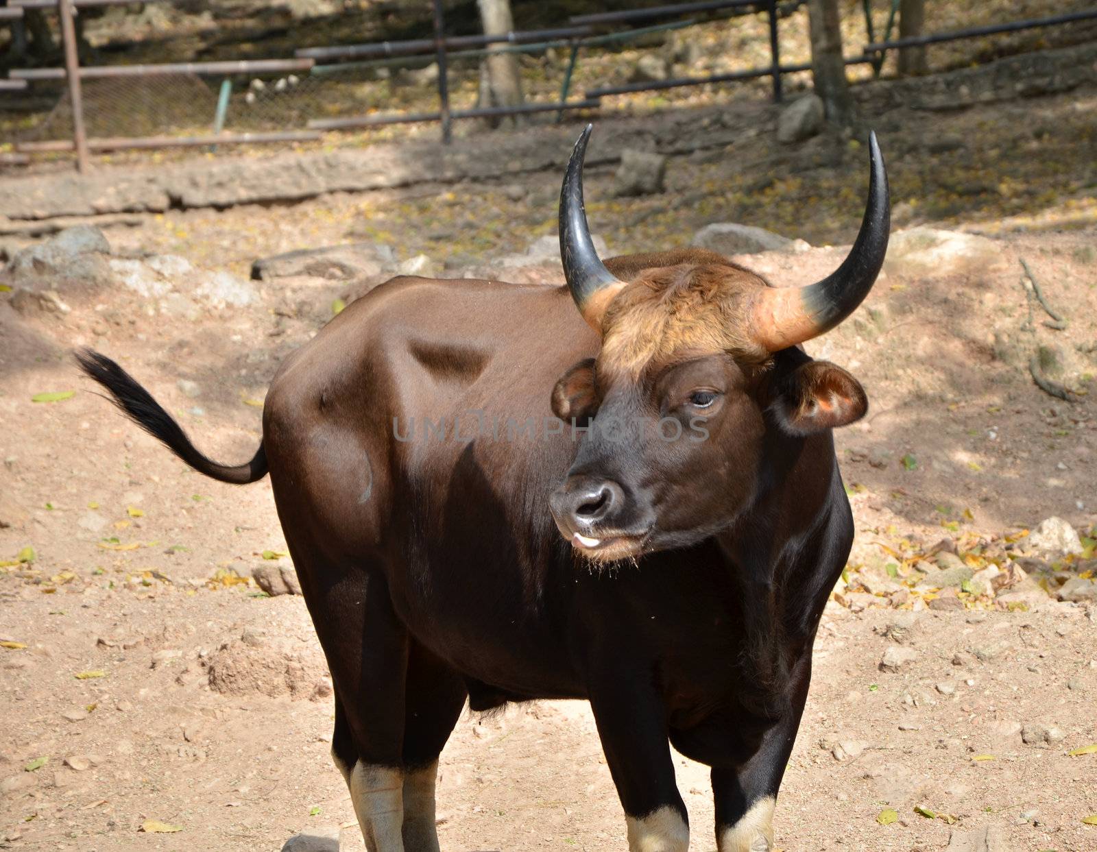 Gaur. Jaint black bull in rainforest by siraanamwong