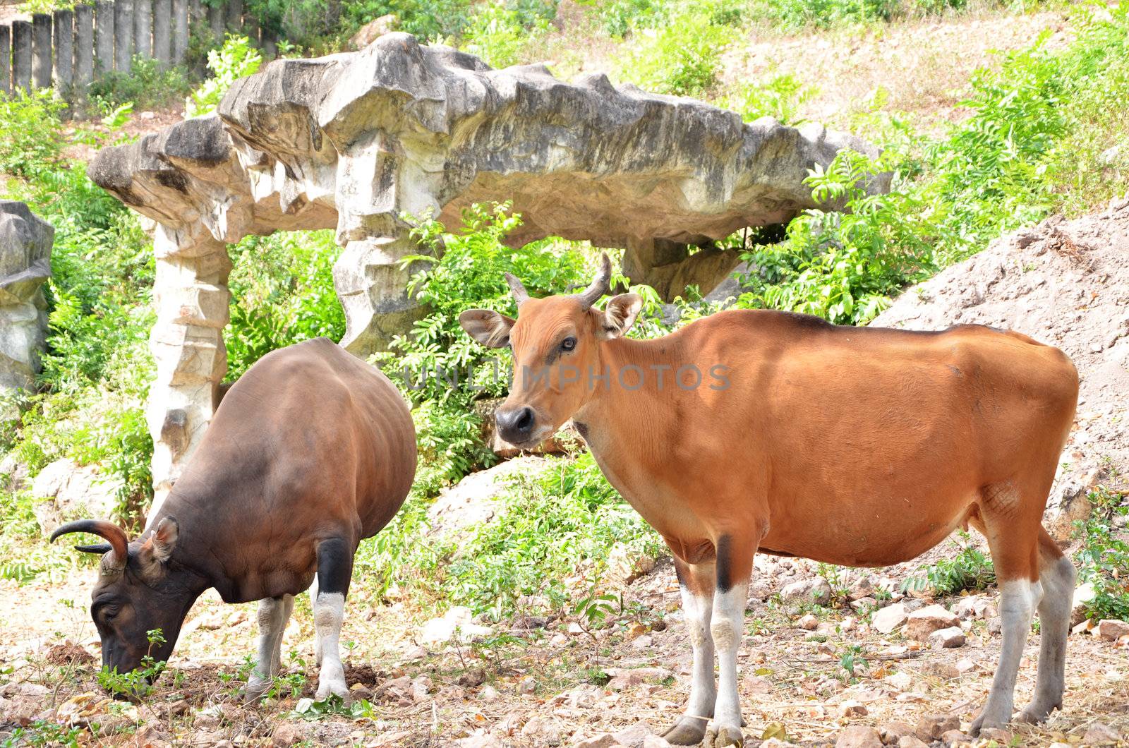 Banteng, red bull in rainforest by siraanamwong