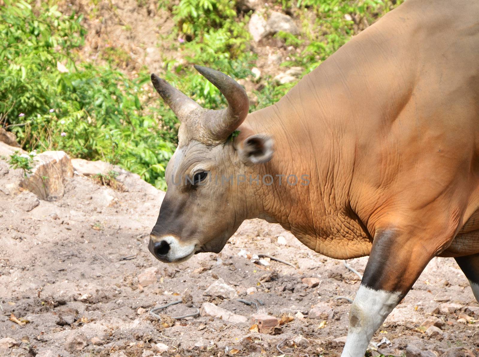 Close Up of Banteng or Red Bull in rainforest of Thailand. 