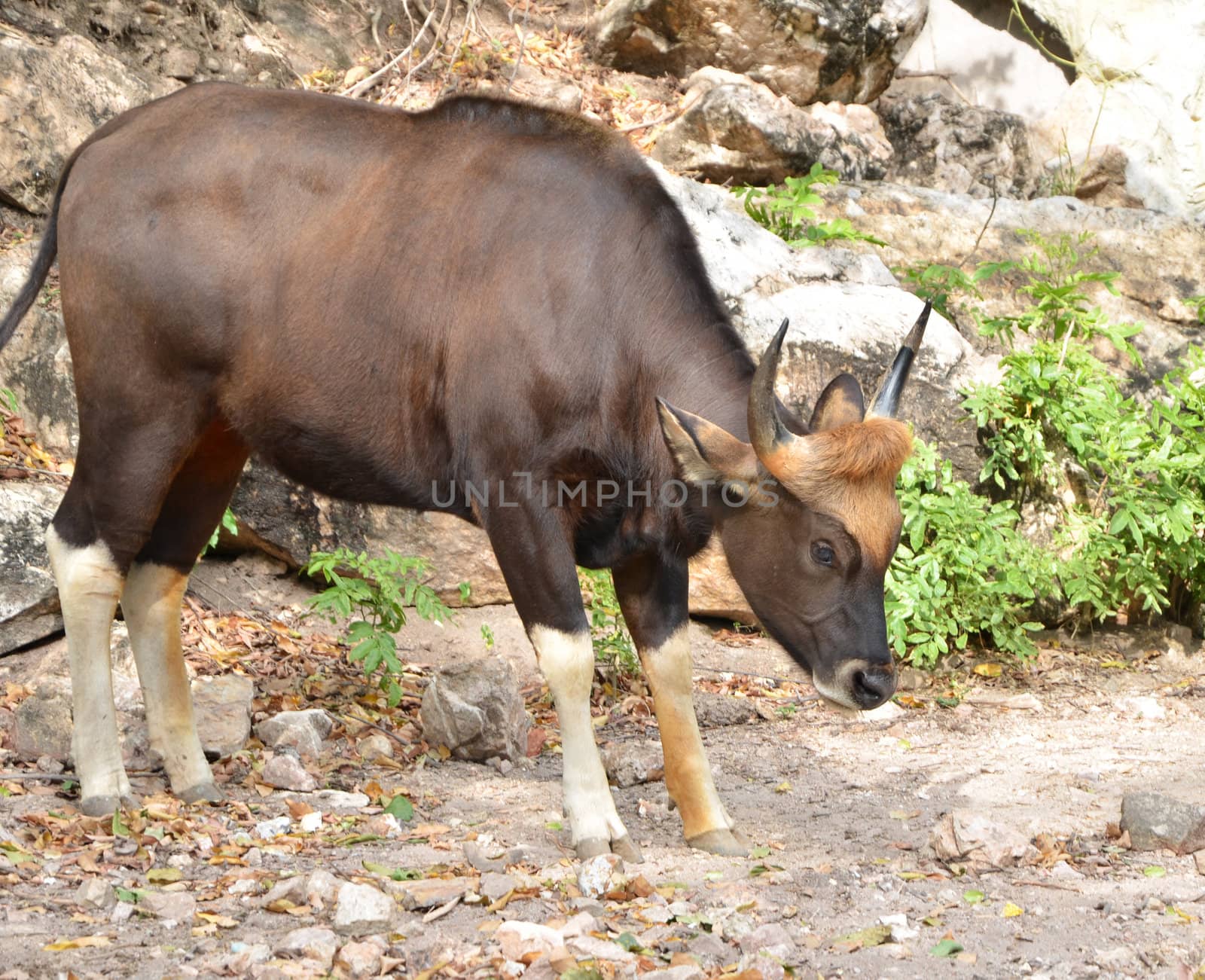 Gaur seladaing Bos gaurus in zoo thailand 