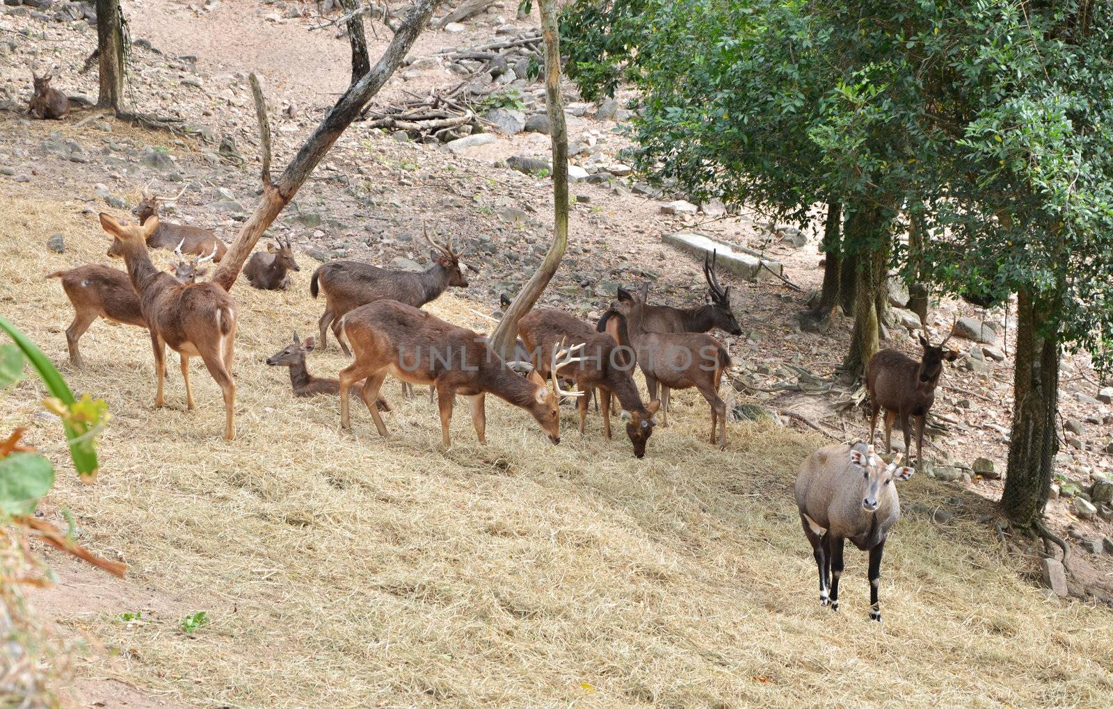 Group of Sambar deer in forest by siraanamwong