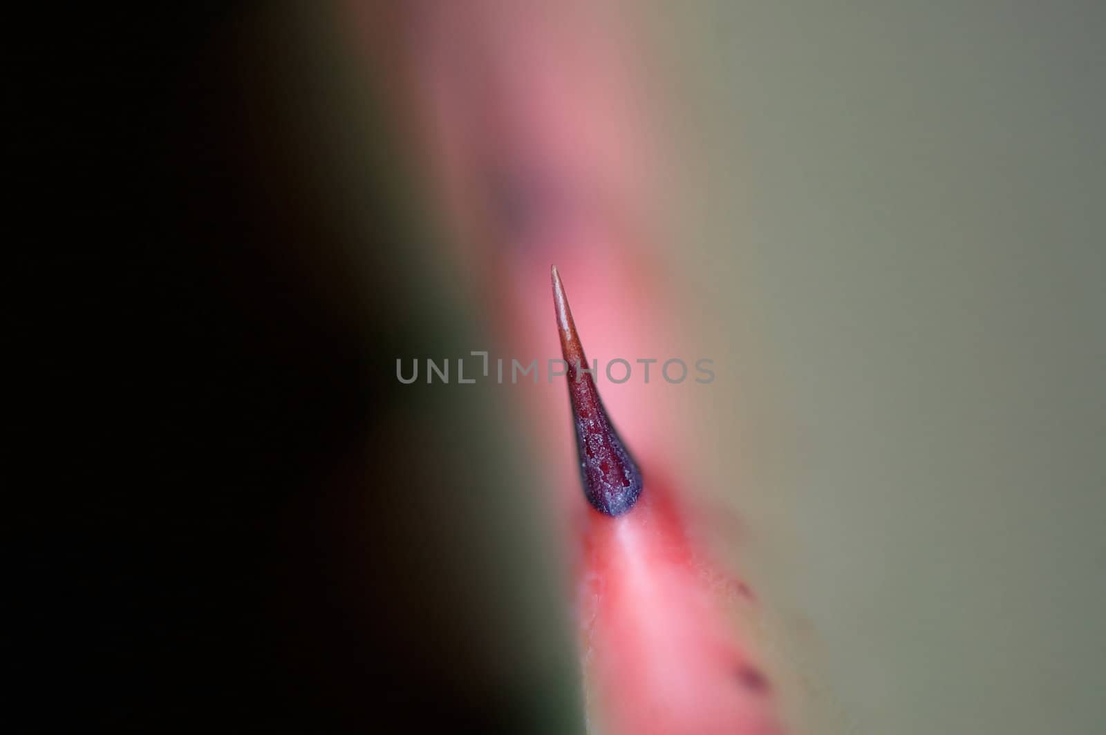 Closeup of a thorn of a spiky aloe leave