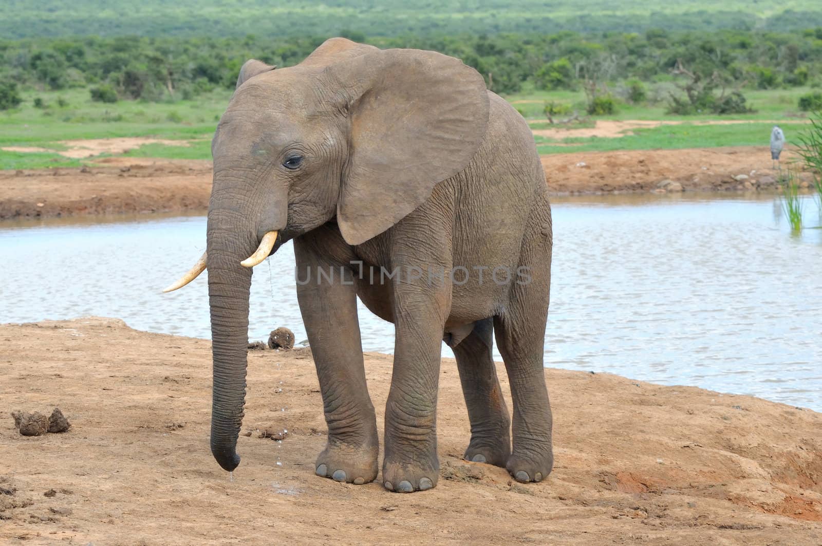Elephant in the Addo Elephant National Park, South Africa