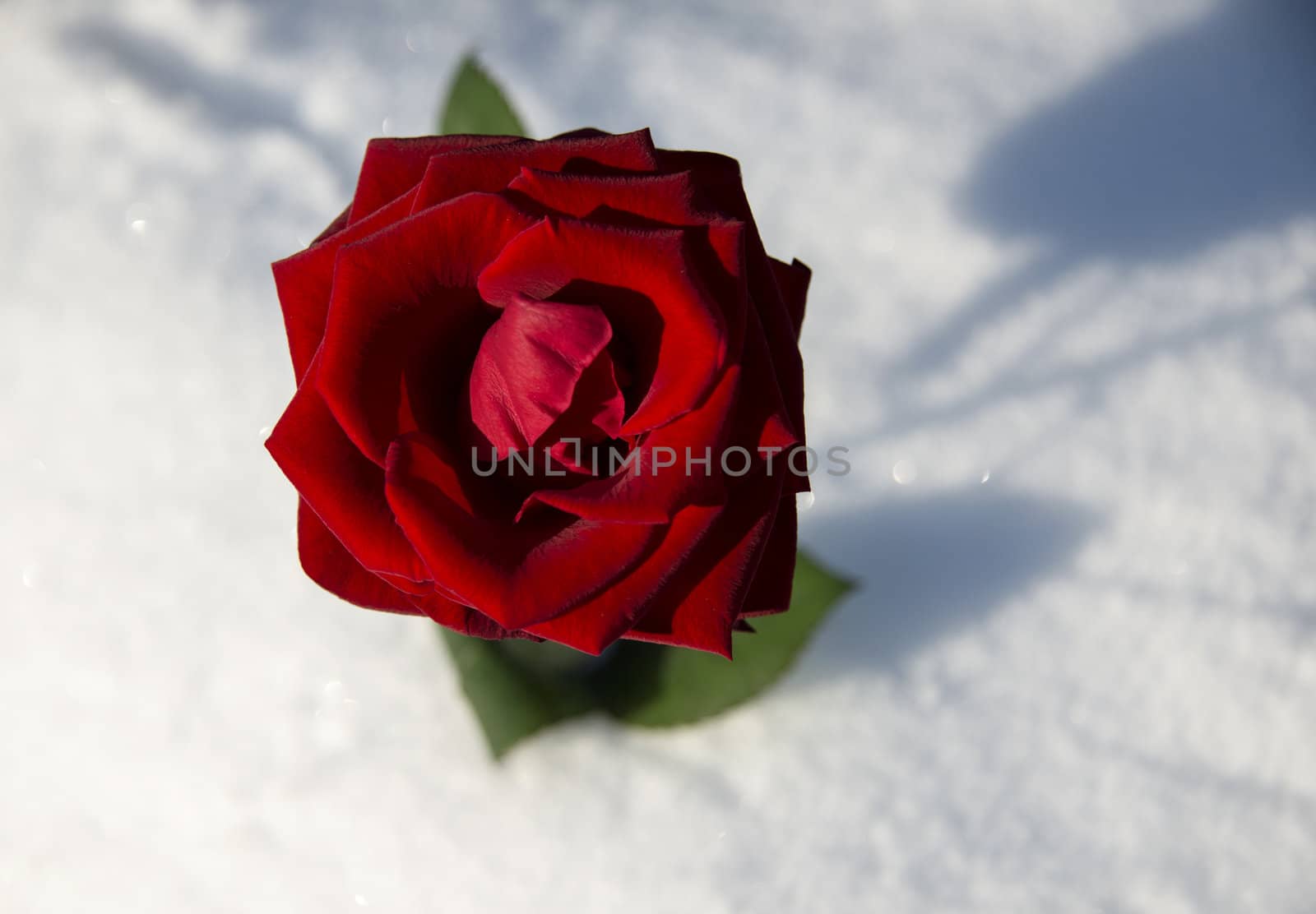 red rose in white snow by compuinfoto