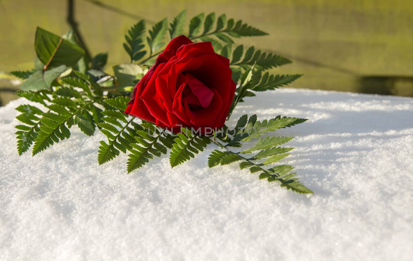 red rose i the snow in garden 