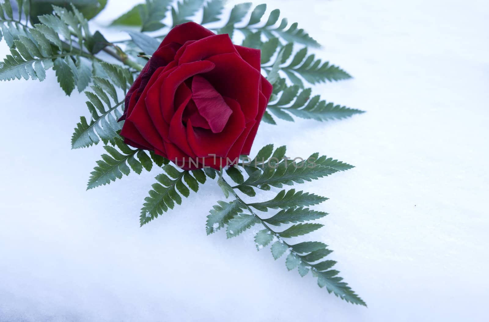 red rose and green leave in winter snow