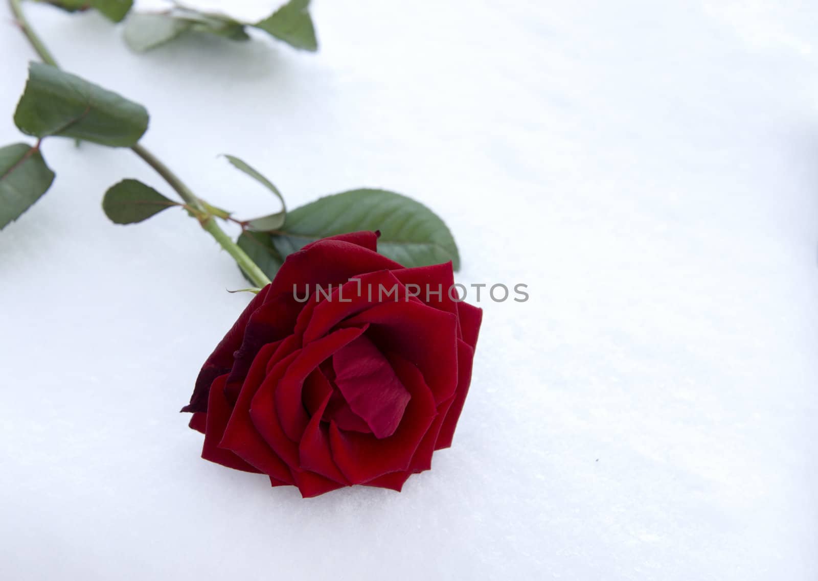 red rose in snow as valentine card