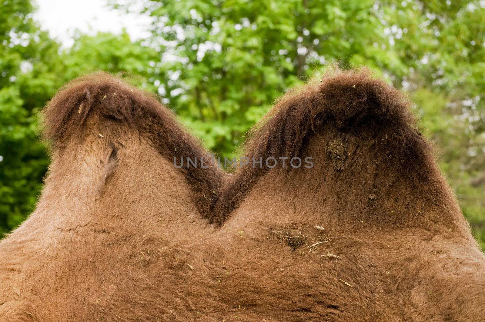 Detail view of Camel Hump