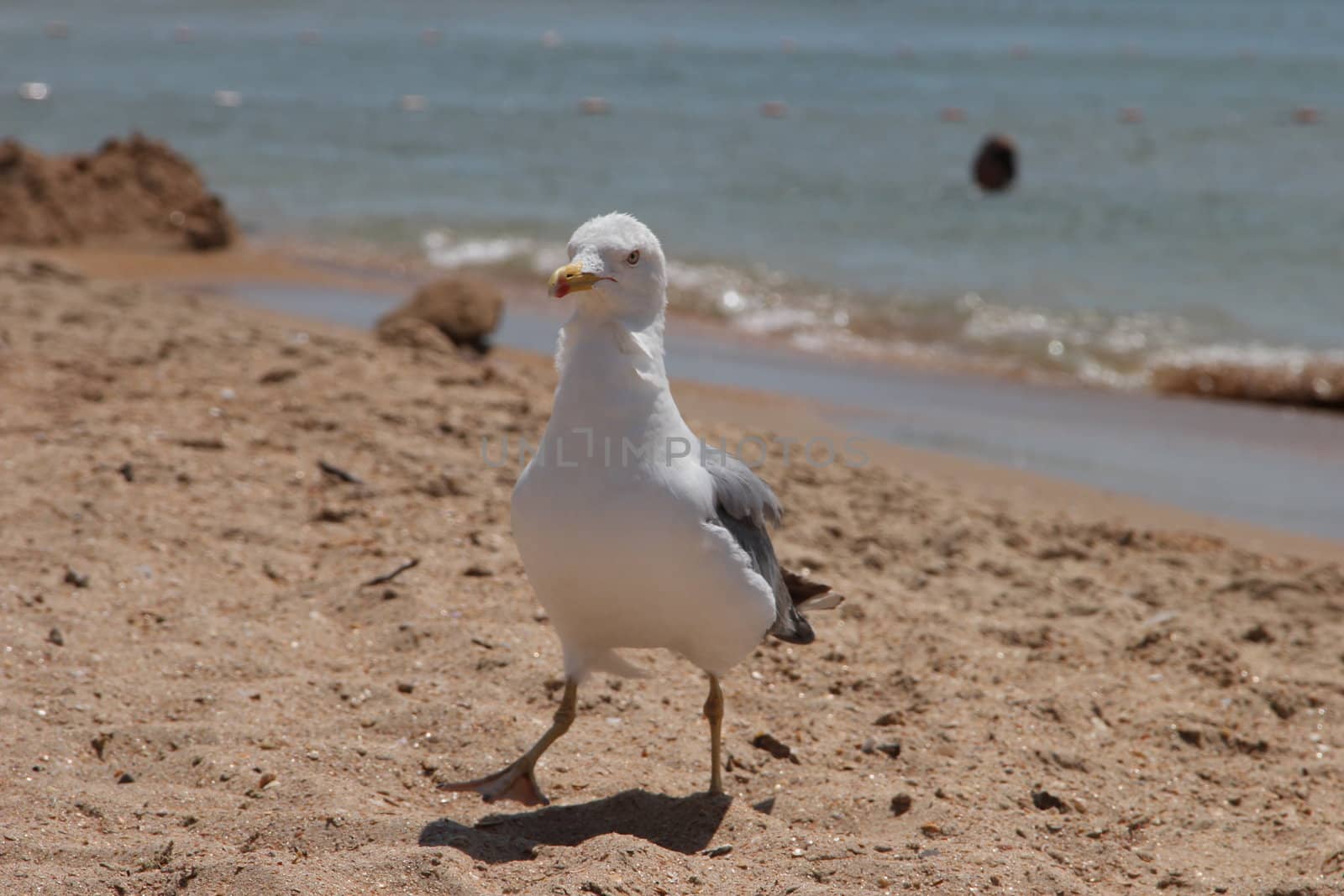 seagull on a sandy beach by Metanna