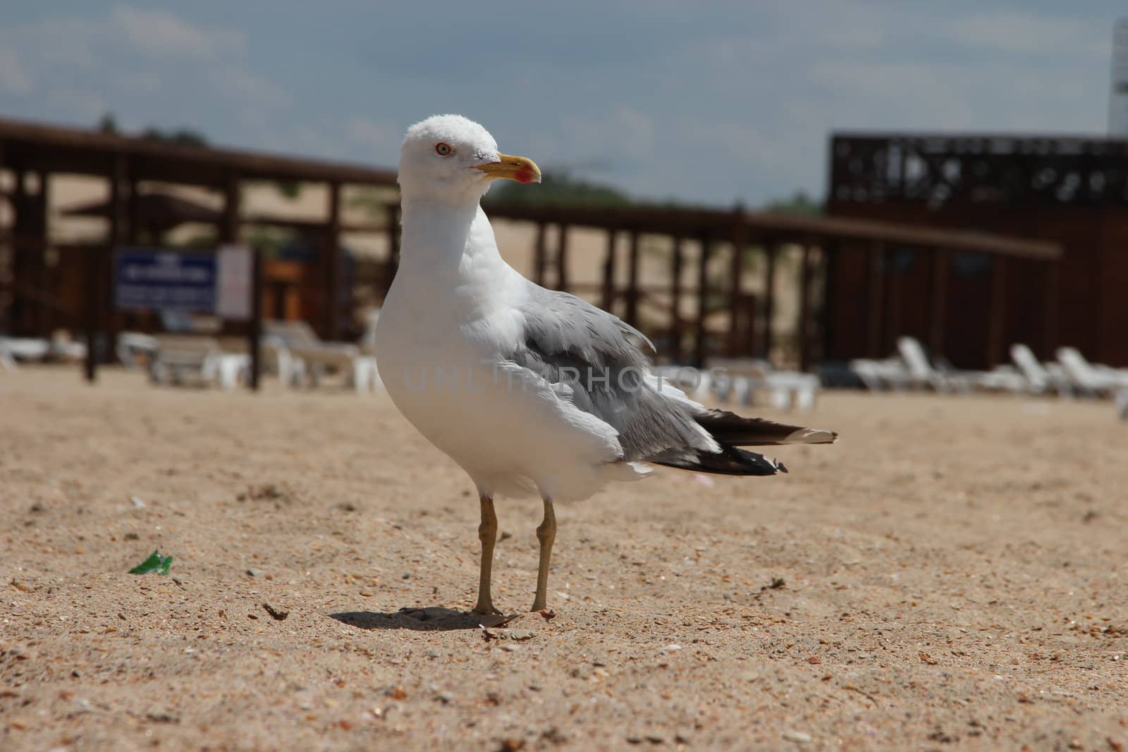 seagull on a sandy beach by Metanna