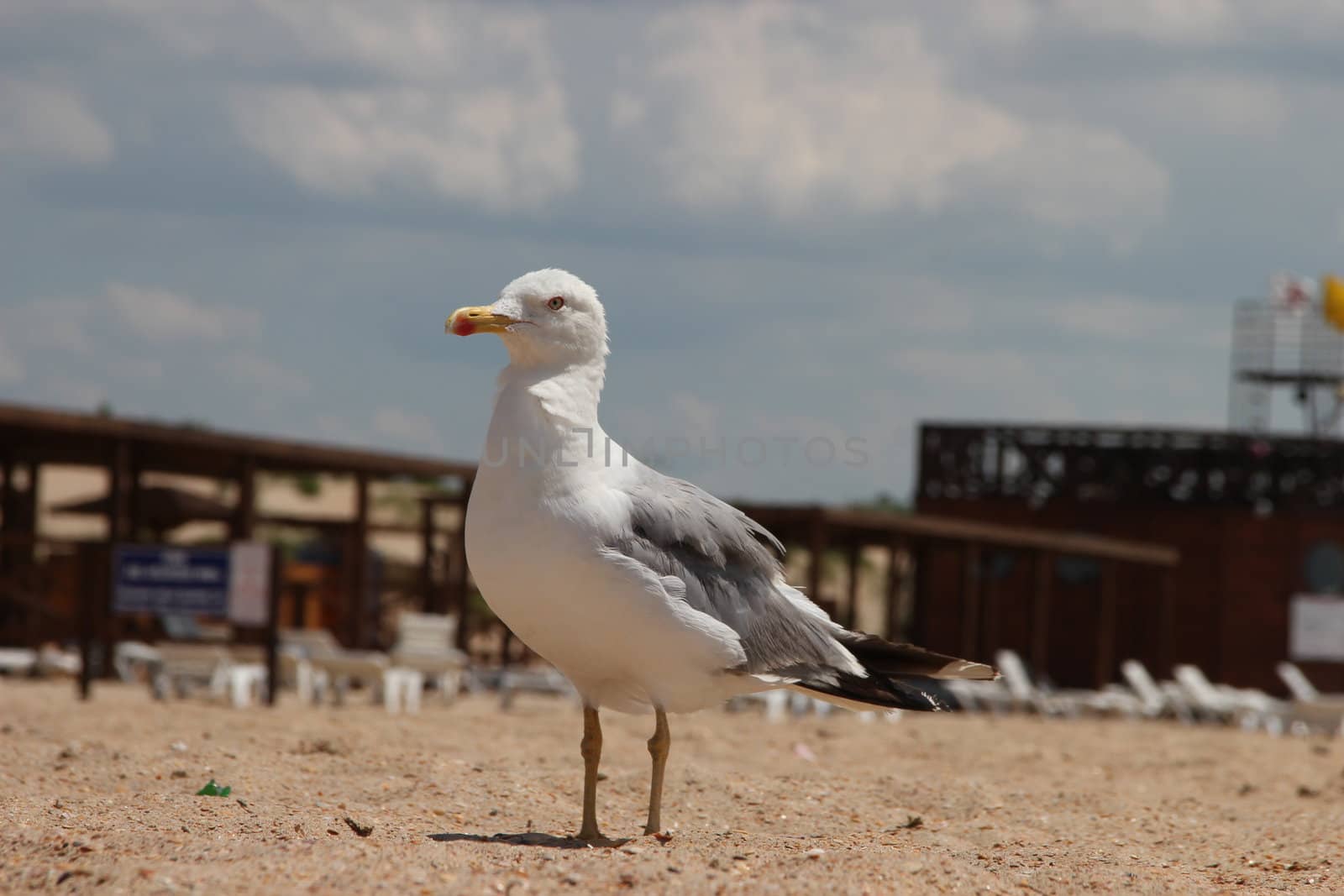 seagull on a sandy beach by Metanna