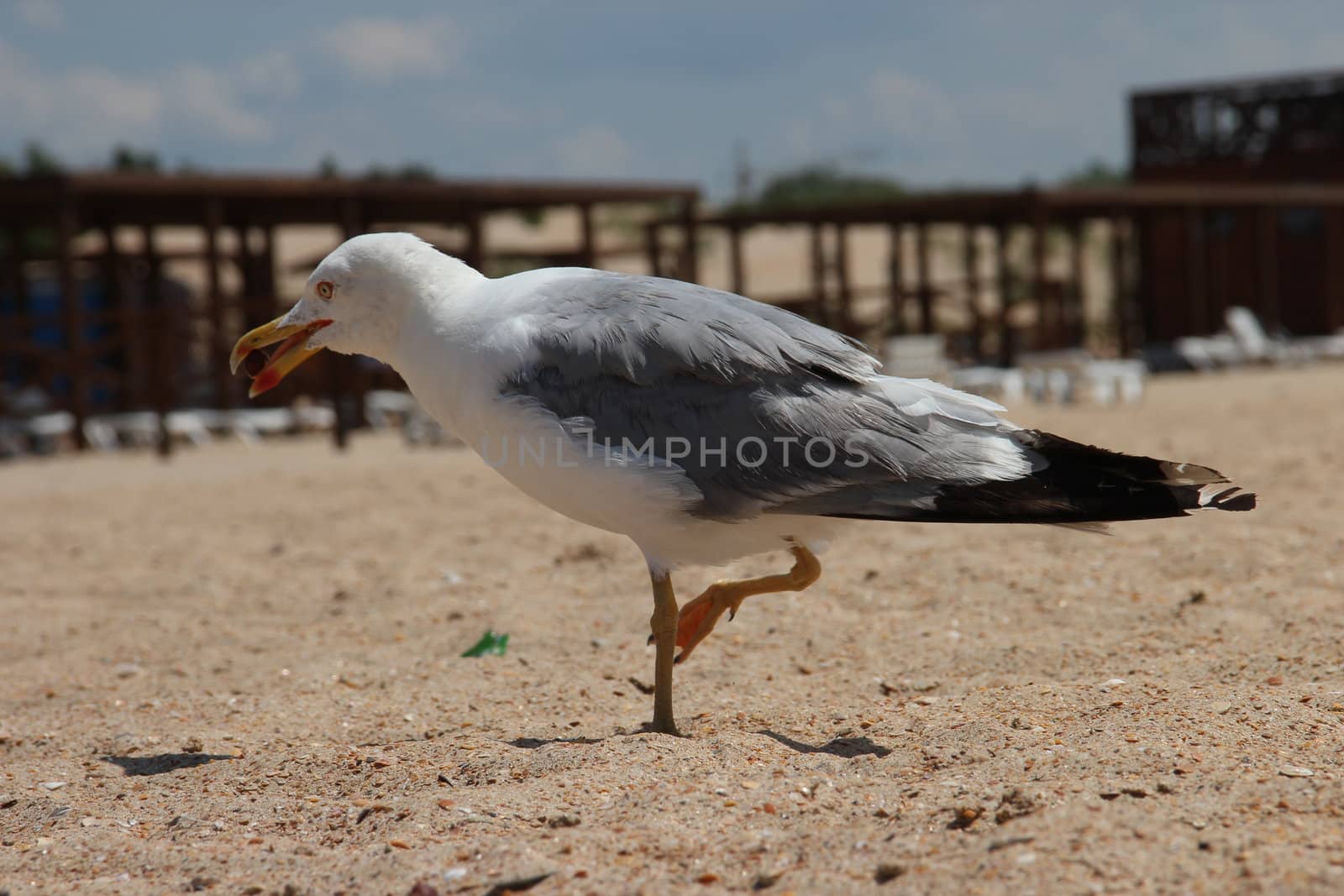 seagull on a sandy beach by Metanna