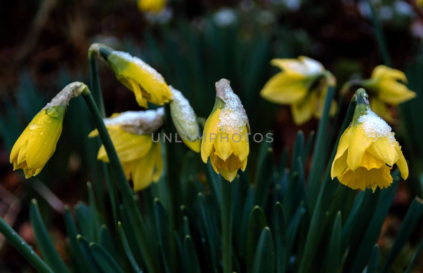 Early dafodil flowers coated with snow and ice