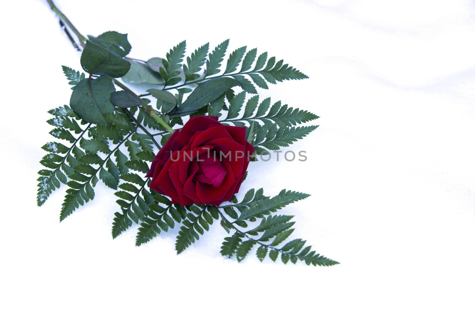 red rose valentine card by compuinfoto