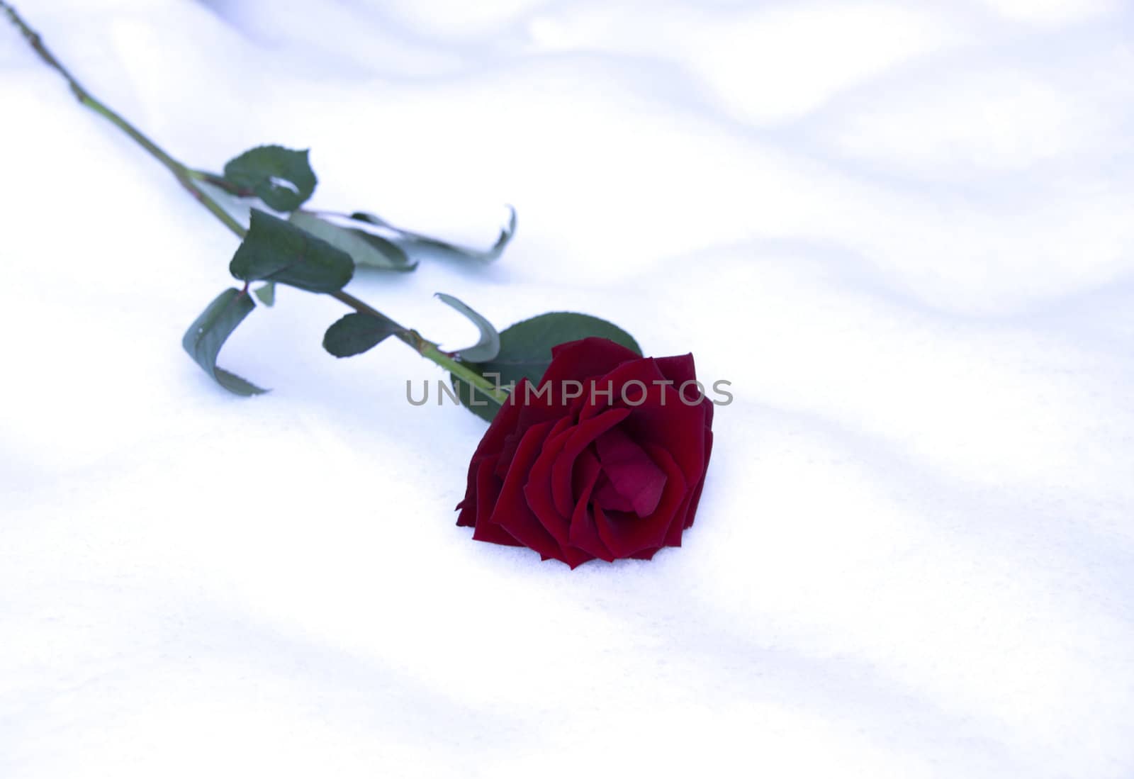 valentine card with res rose in snow by compuinfoto