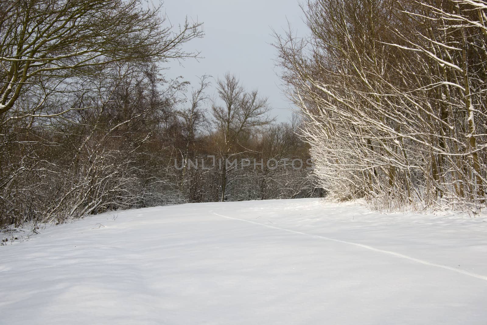 winter landscape with snow on the trees