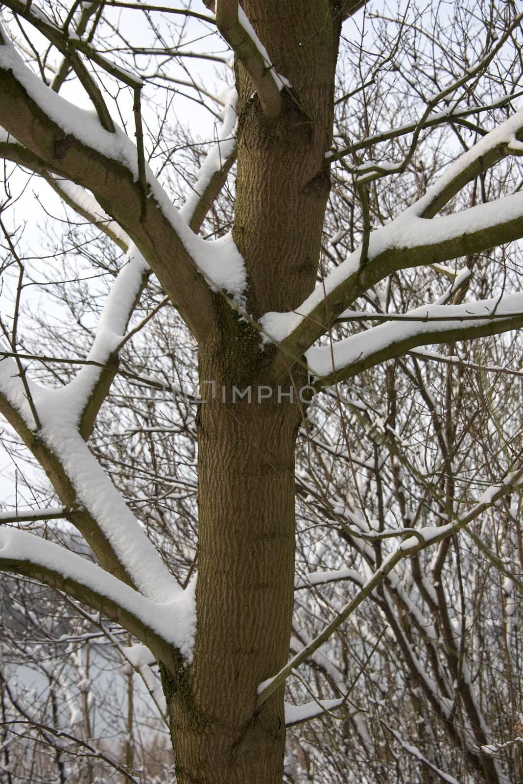 forest in the snow