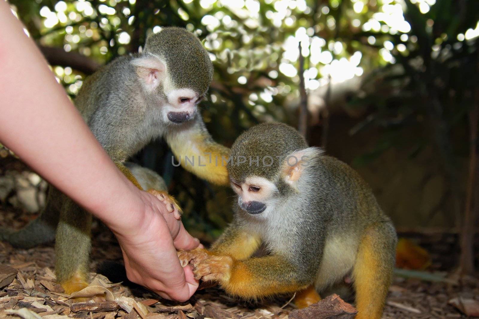 Person feed two sweet common squirrel monkeys.