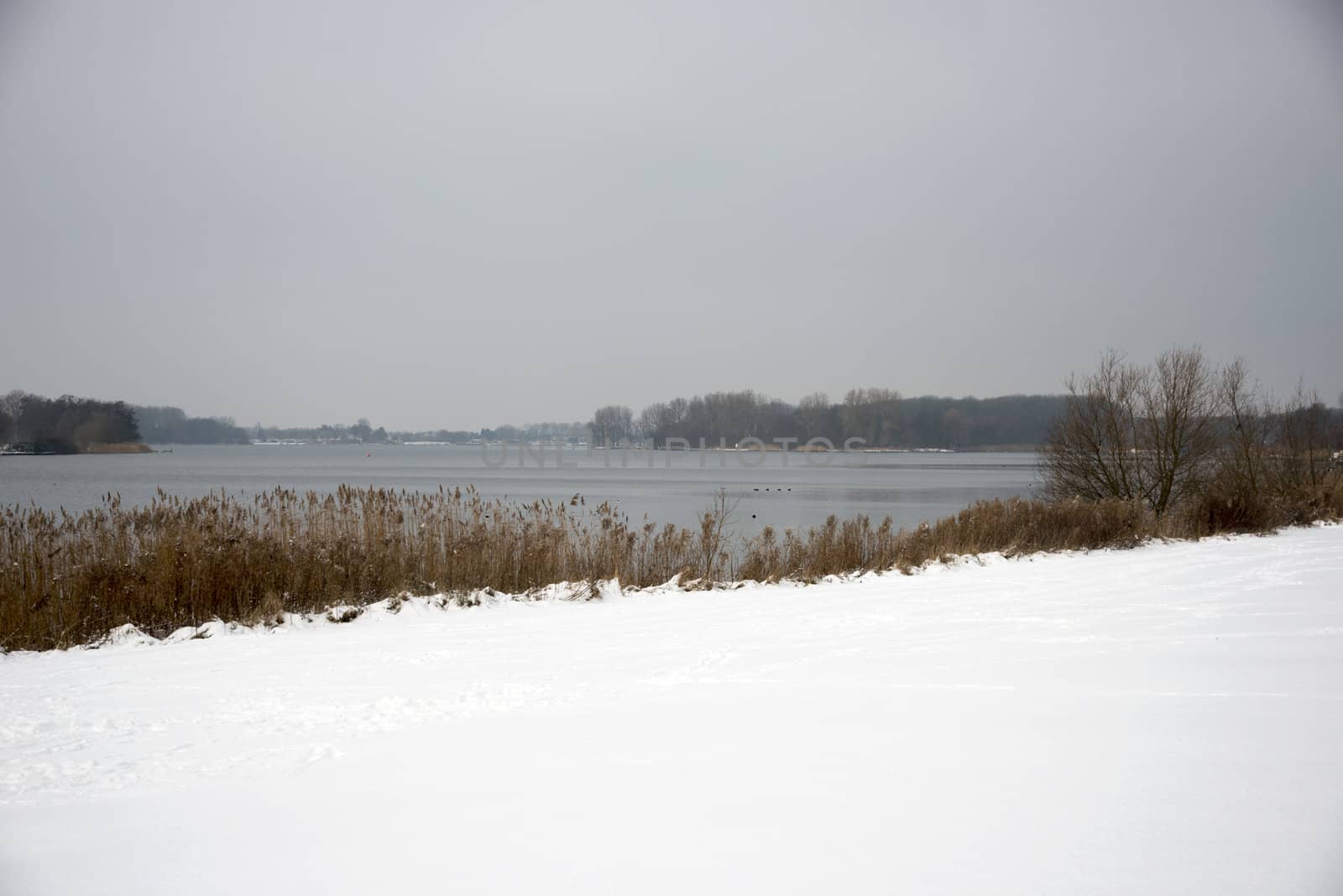 white winter landscape with snow