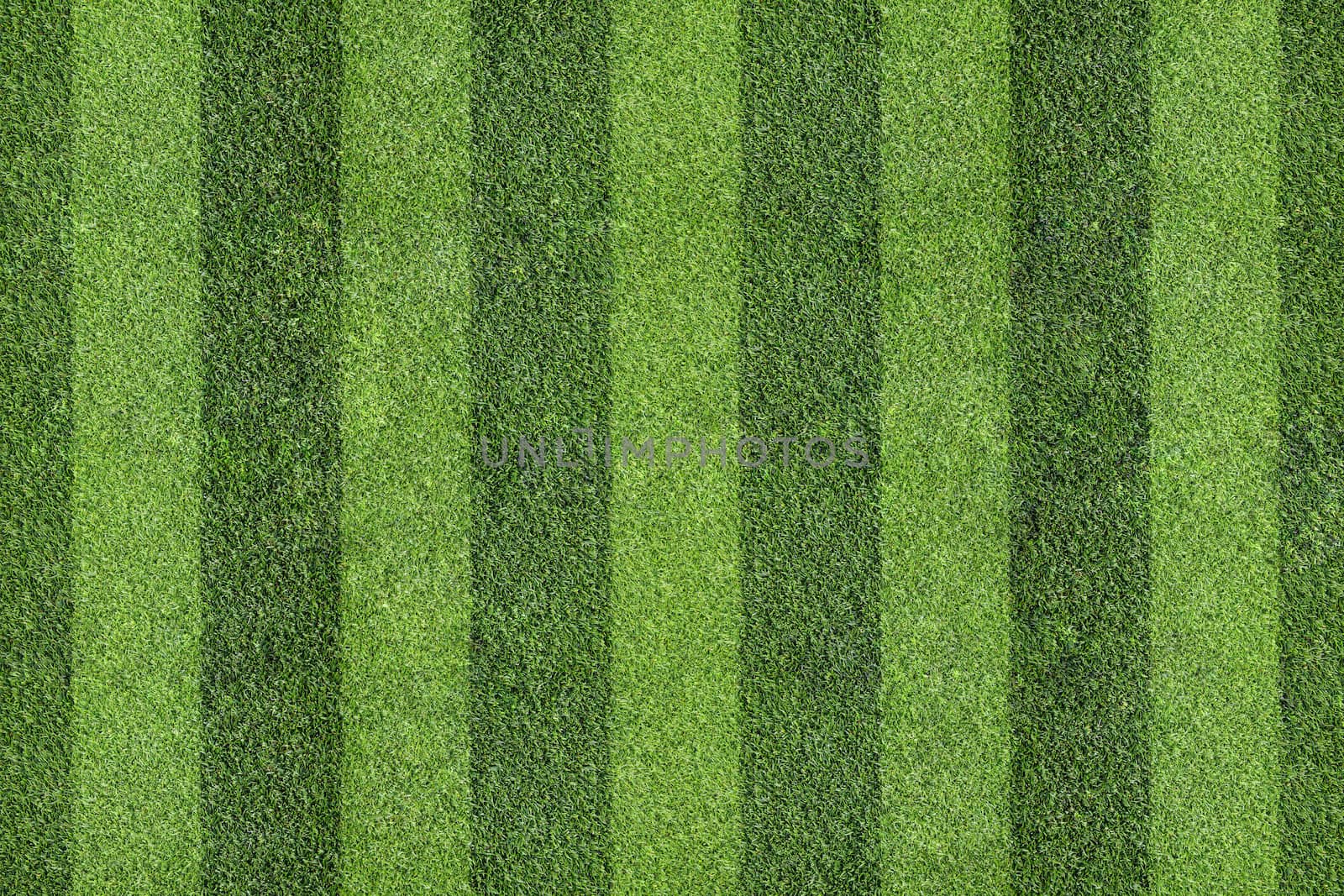 field of grass