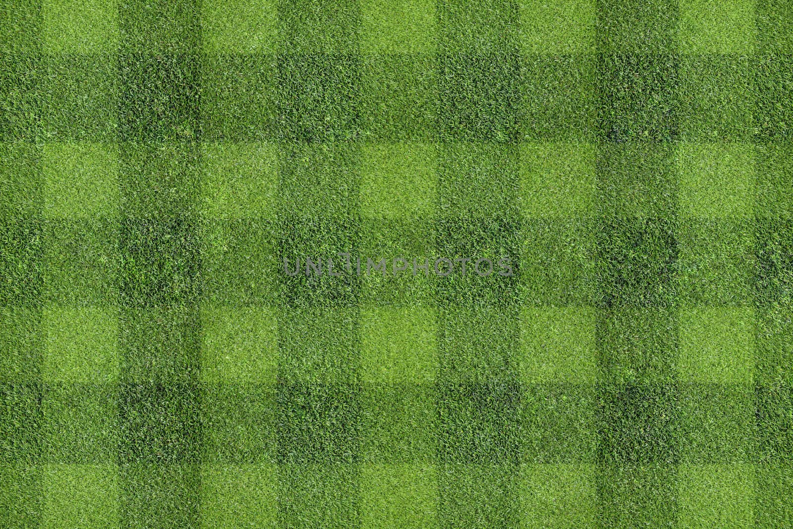 field of grass