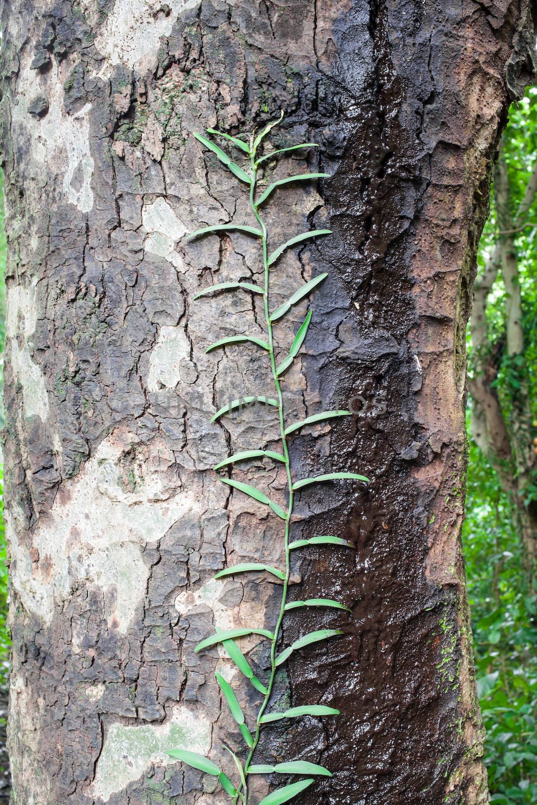 parasitic plant on tree by FrameAngel