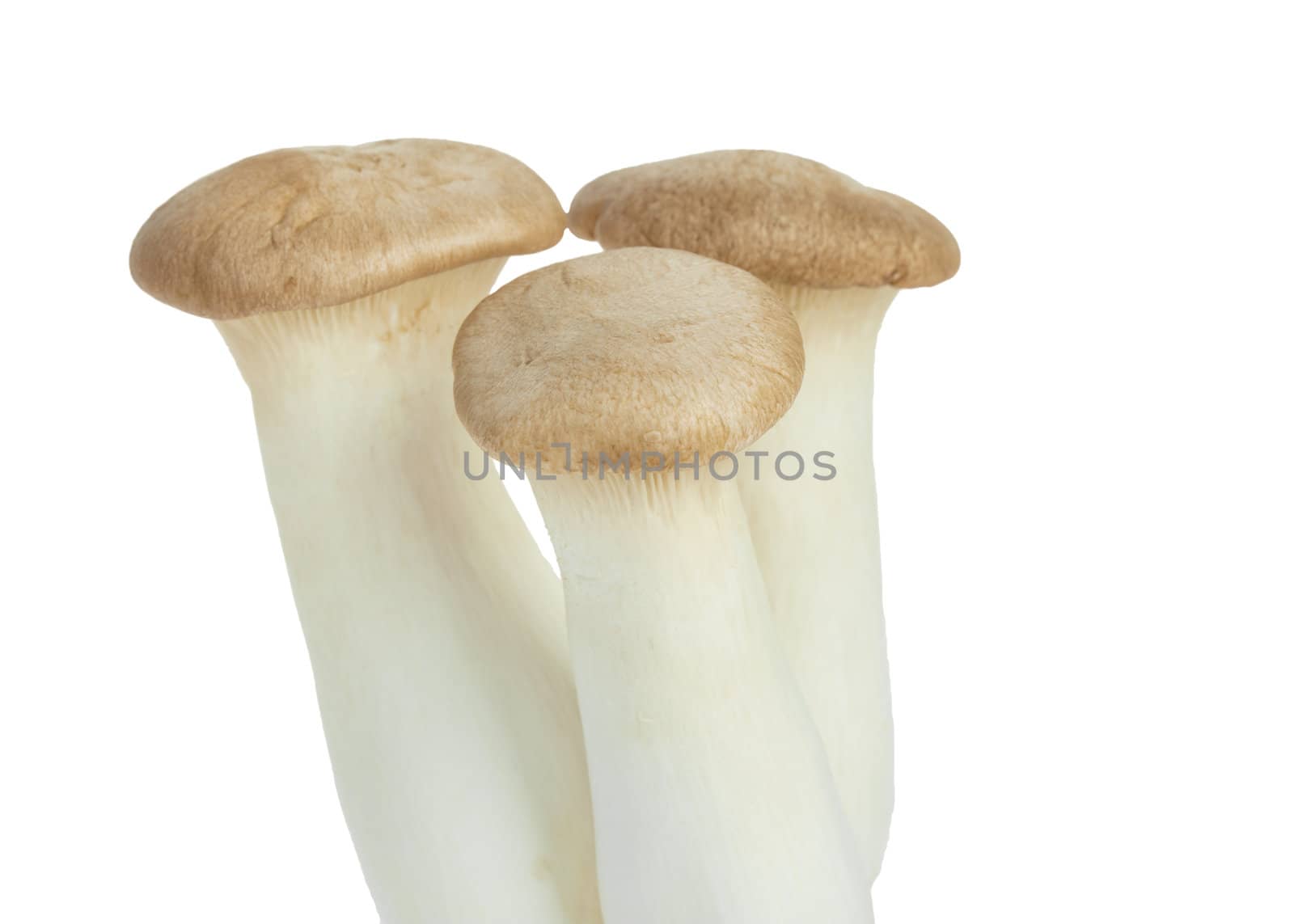 Mushroom names Eringii