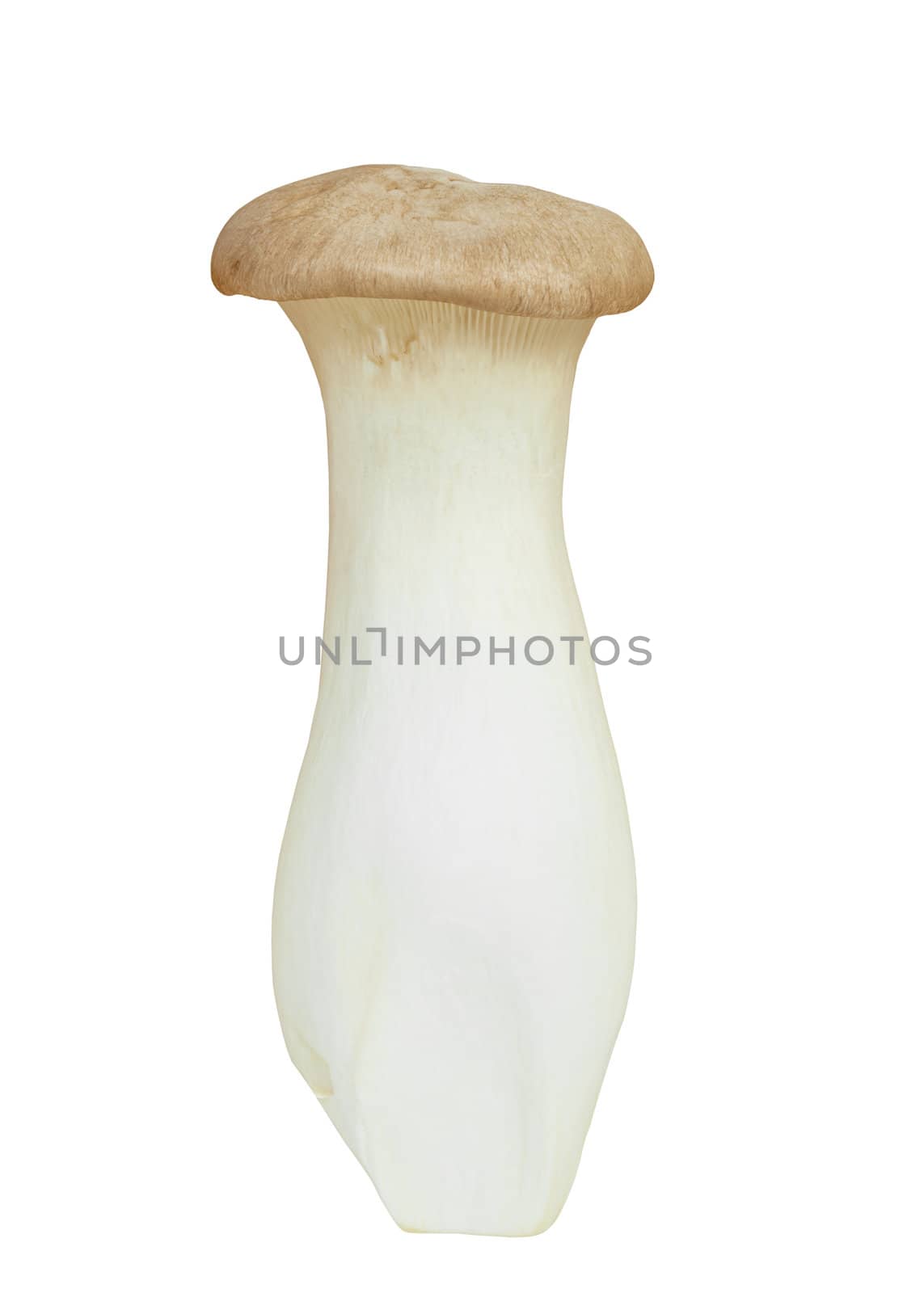 Mushroom names Eringii by FrameAngel