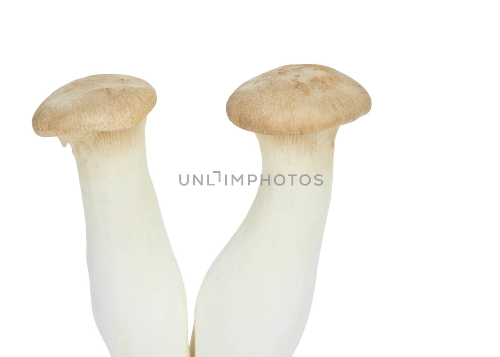 Mushroom names Eringii