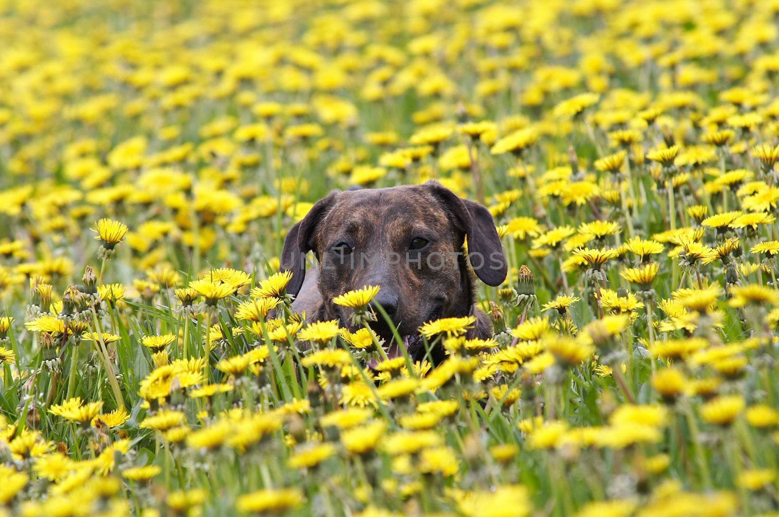 Shot of the dog in the meadow