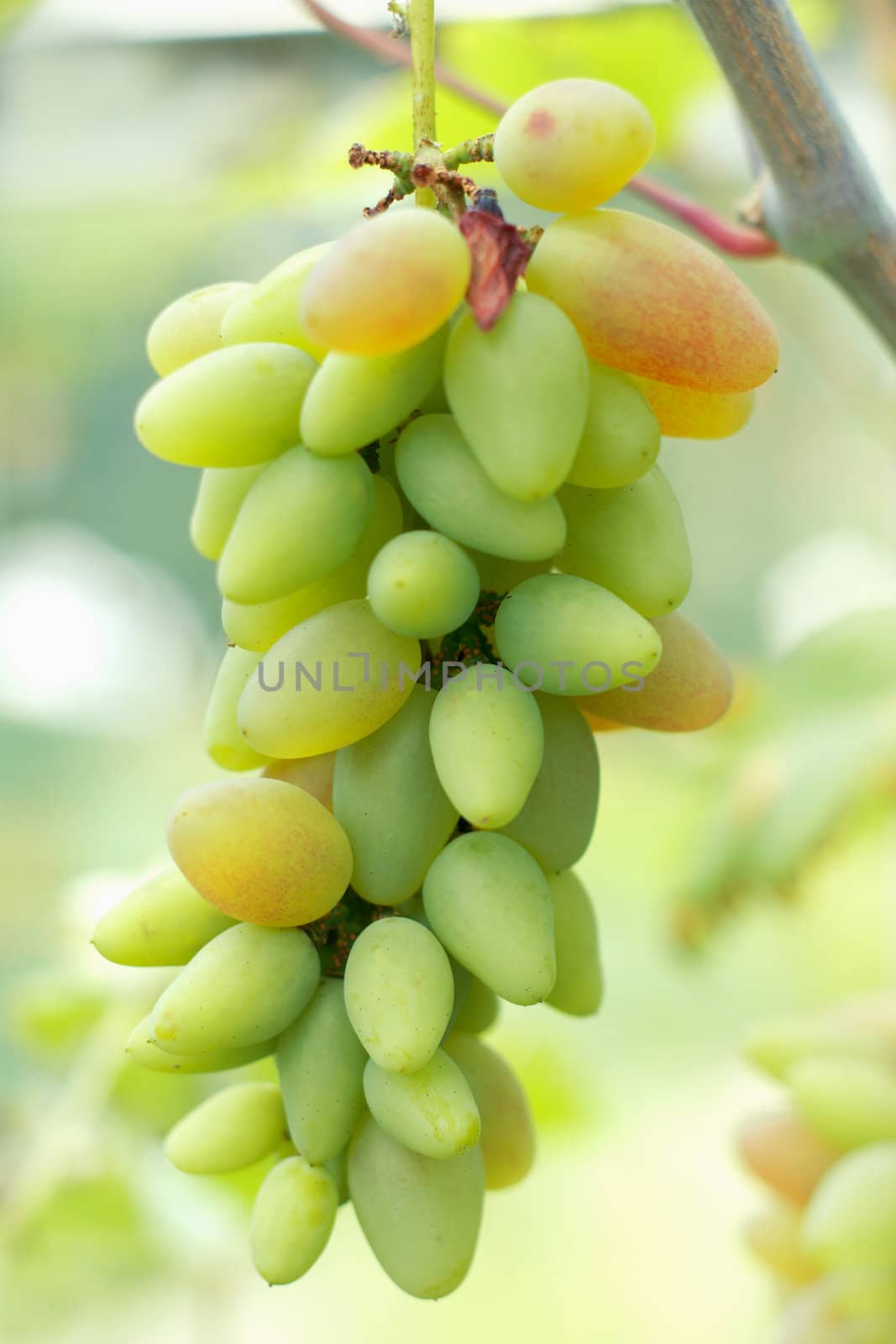 Ripe grapes ready for harvest. Close-up view