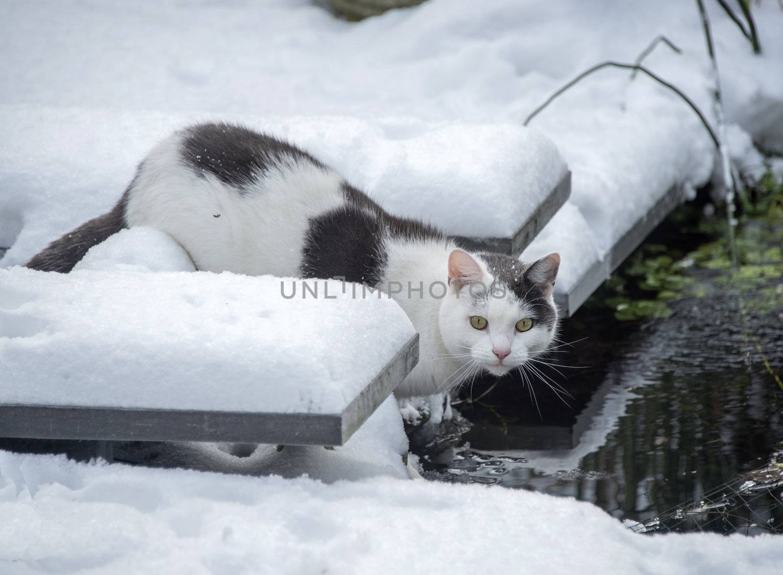 cat in winter garden with snow