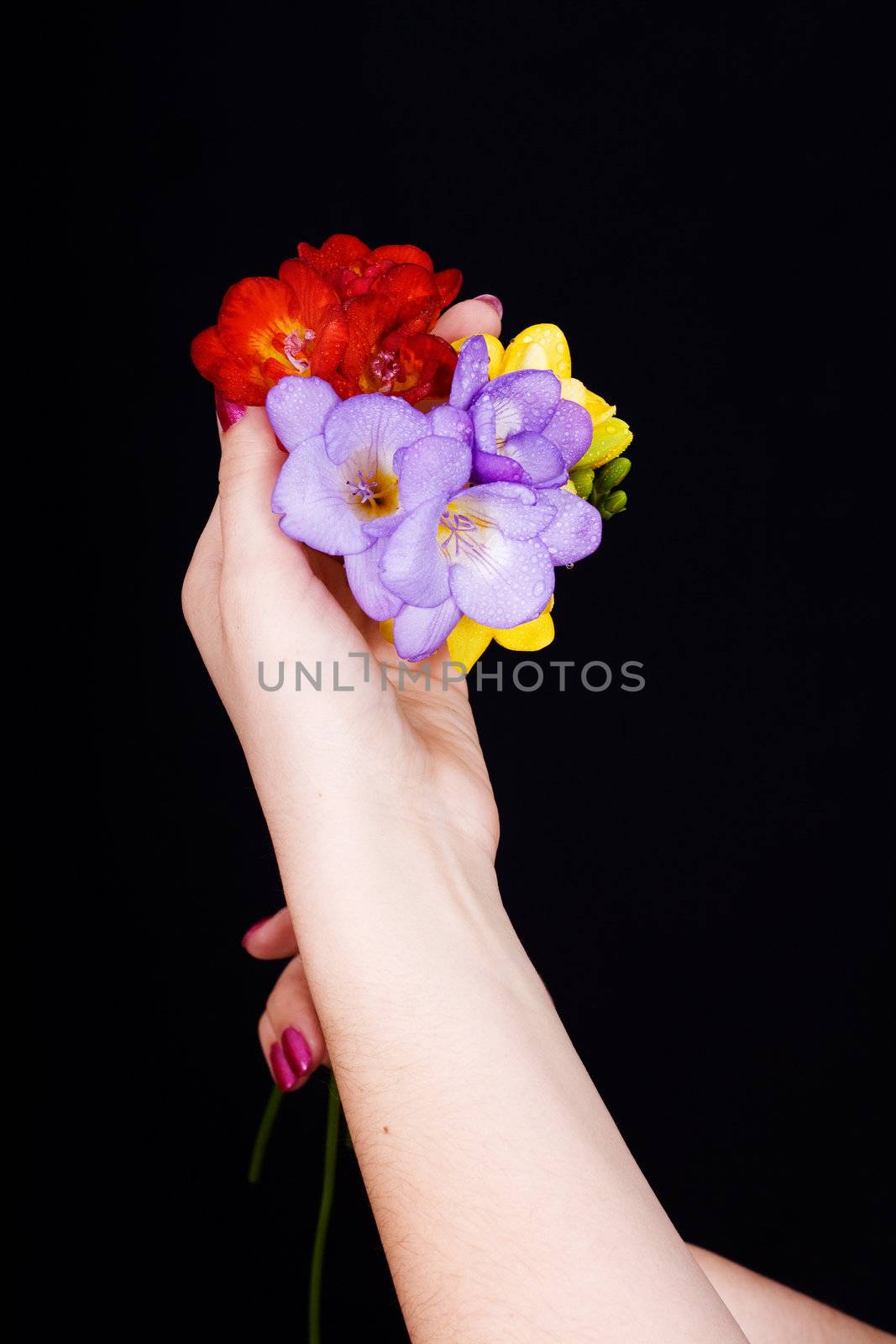 beautiful bouquet of freesia in his hands on a black background