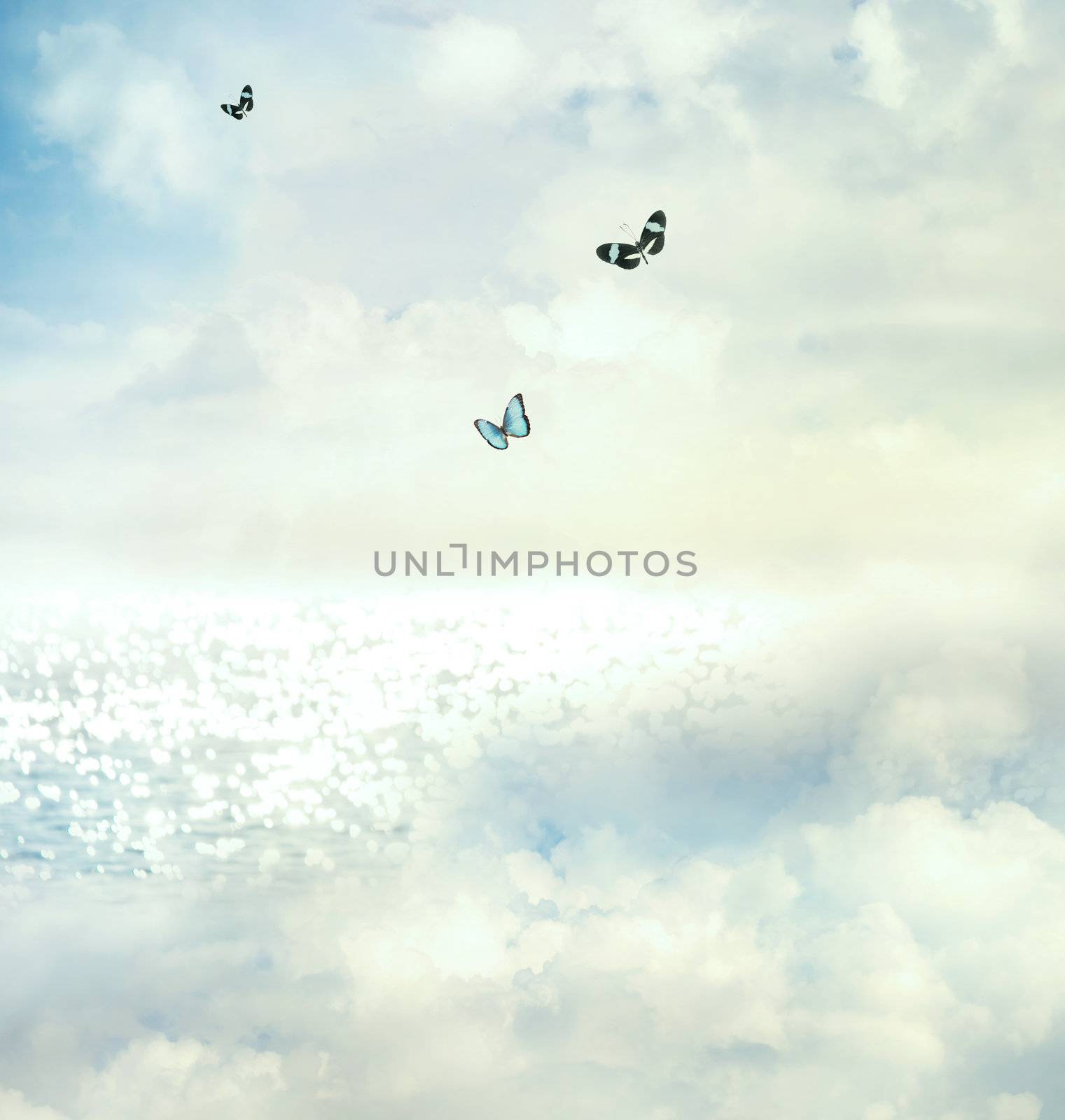 Butterflies in the sky by melpomene