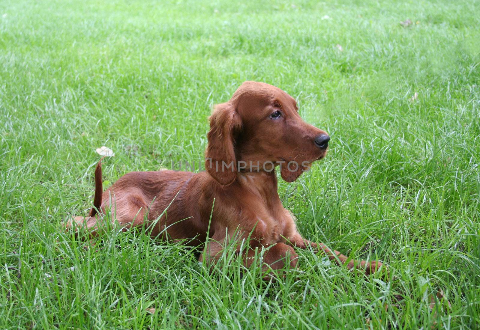 young irish setter on green field